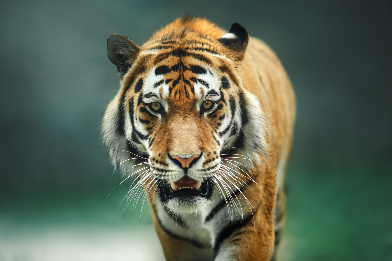 Is It Legal To Own a Pet Tiger in Florida?