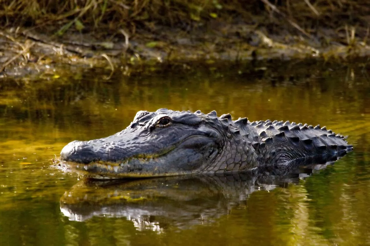 What to Do If You Encounter an Alligator in Gainesville, FL
