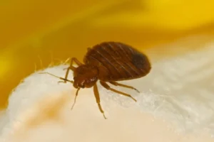 How Can Allen Law Firm, P.A. Help You With a Bed Bug Injury Claim in Ocala, FL?
